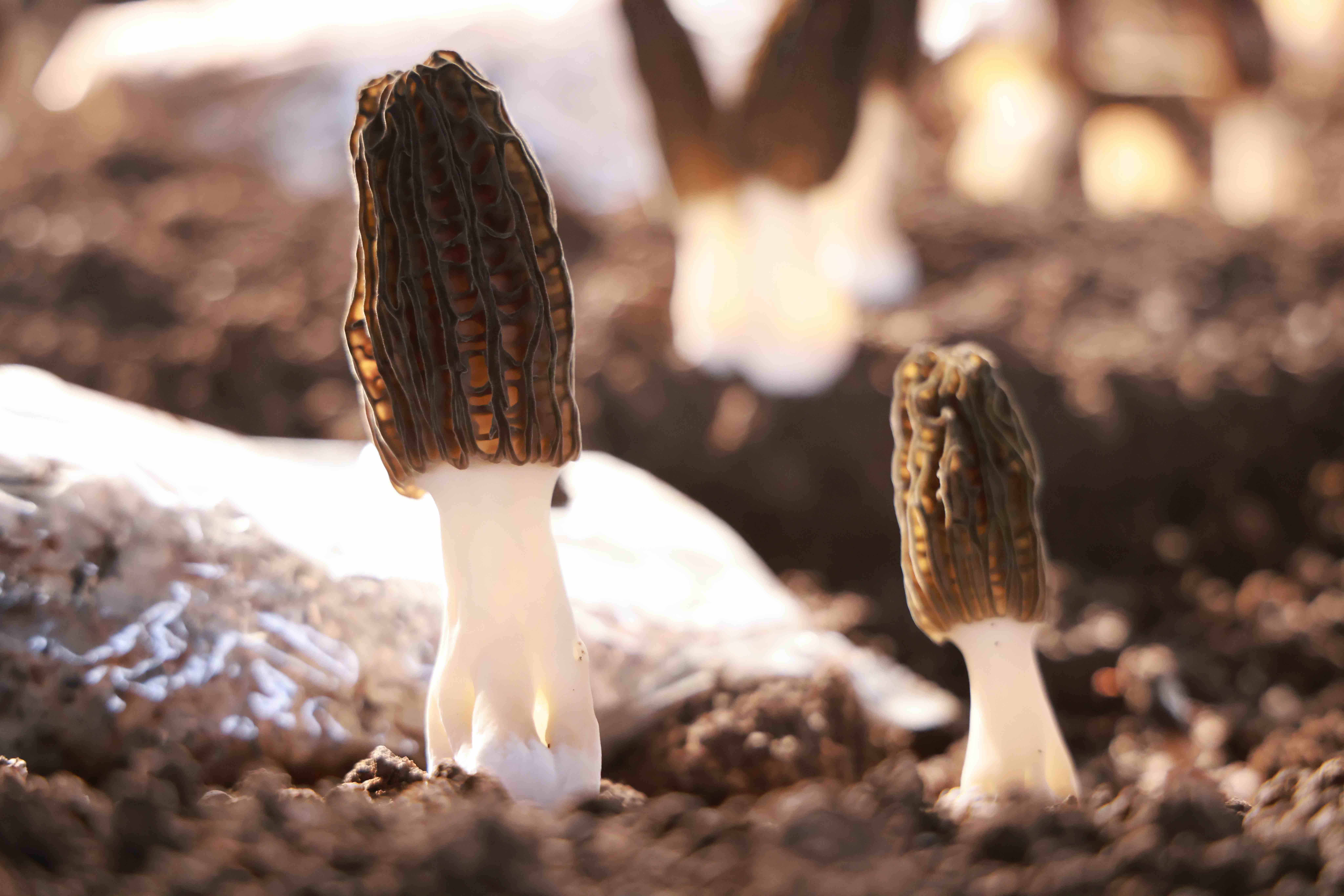 羊肚菌标准生产档案管理模版